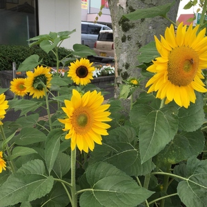 夏のお守り　牛黄