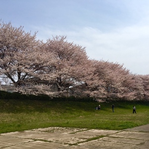 桃仁の周りは桜の名所です