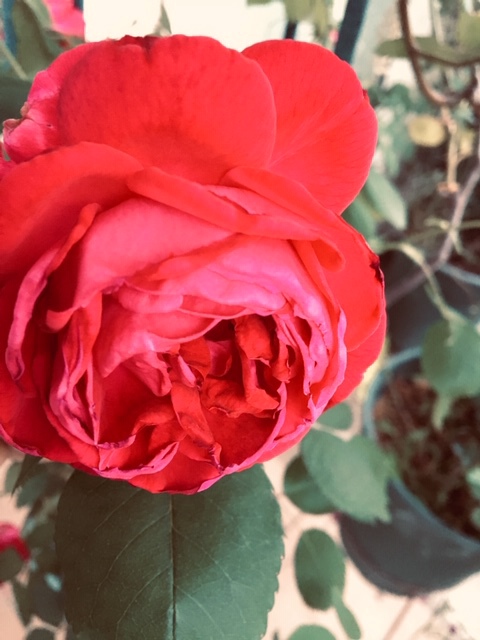 rose12.jpg
